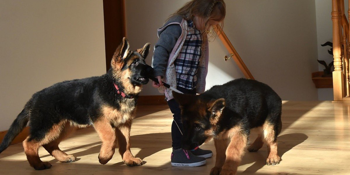 Deutschen Schäferhund Kaufen: Ein Leitfaden für zukünftige Hundebesitzer