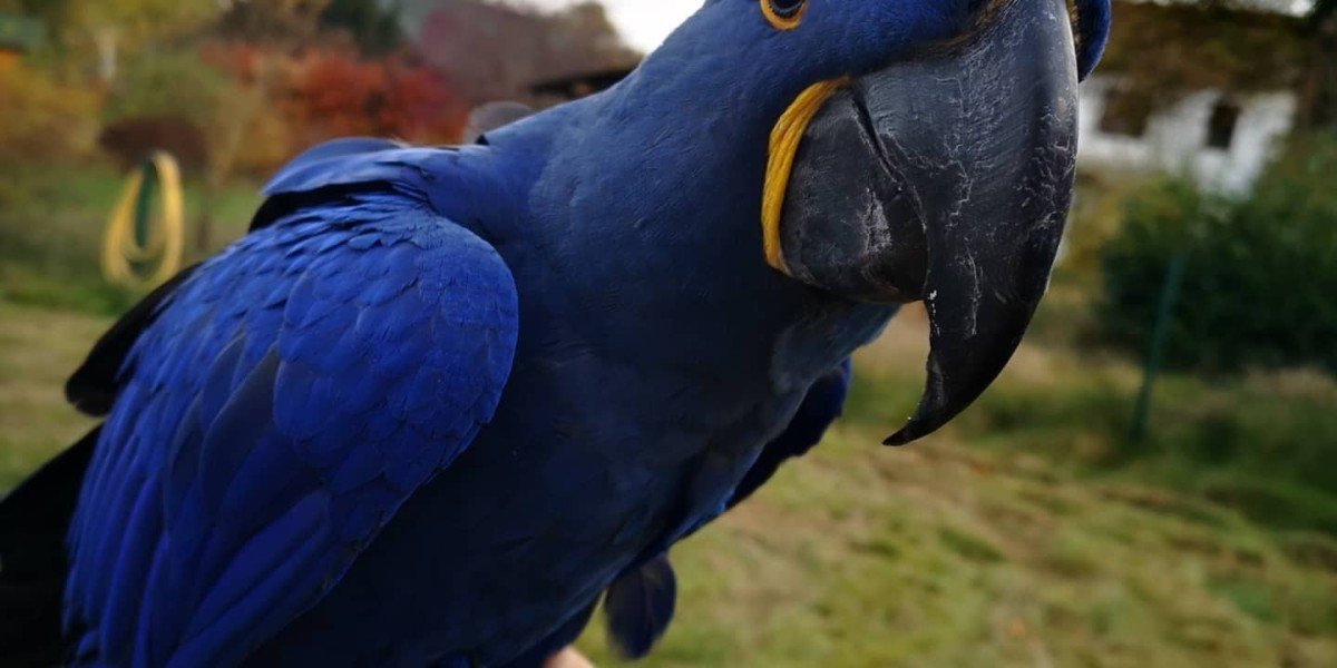 Finding a Macaw for Sale Near You: What You Need to Know